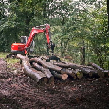 Roter Minibagger sortiert Baumstämme im Wald