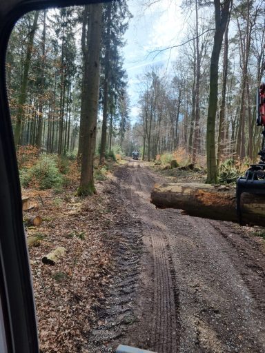 Waldweg mit Holzrückespur und frischen Forstarbeiten