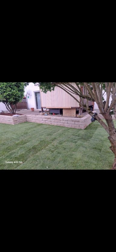 Frisch verlegter Rollrasen im Gartenbereich