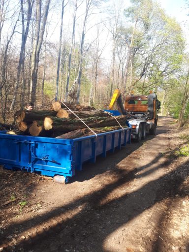  Forstmaschine lädt Baumstämme in blauen Container im Wald